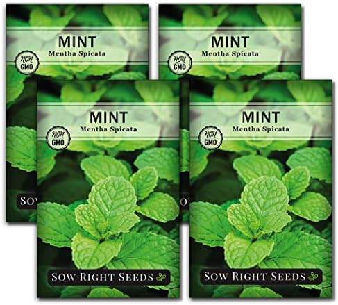 Sow Right Seeds - Mint Seed for Planting Outdoor Indoor Perennial Herb 4pk by SowRightSeeds