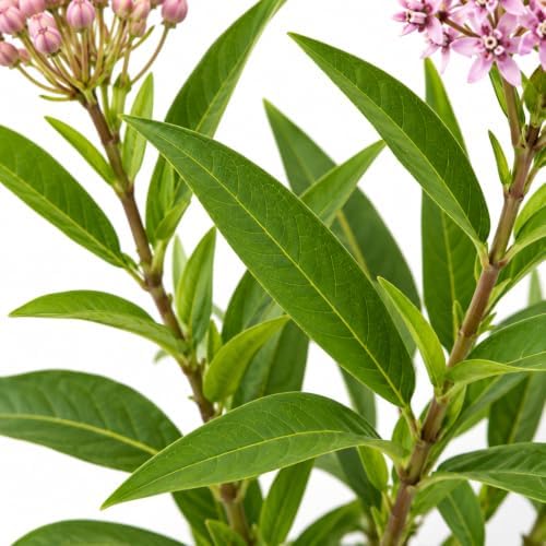 American Plant Exchange Live Swamp Incarnata Pink Milkweed - 6-Inch Pot - Image 2