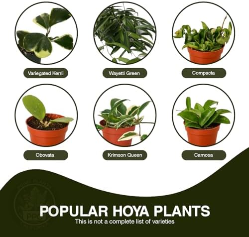 Hoya Plants 8 Live Houseplants in 4" Pots - Variety Assortment 8 Pack Hoya Plants - Pet Friendly Plants - Air Purifying Plants - CA Seller (Pack of 8 Hoya Plants) - Image 3