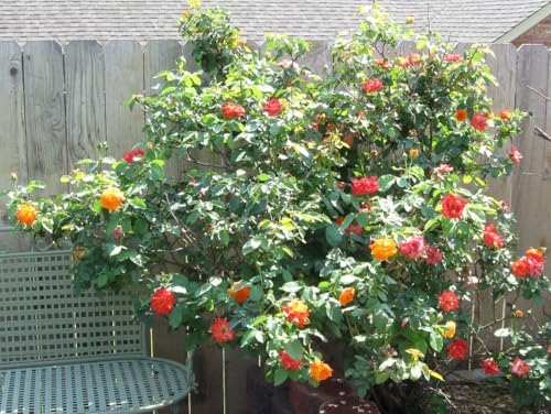 Climbing Live Rose Plant, Fragrant Ornamental Rose - Image 4