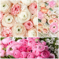 6 Mixed Color Ranunculus Bulbs for Planting, Assorted Pastel Double Buttercups, Spring or Fall Planting Bulbs for Vibrant Garden Blooms, Borders & Cut Flower Garden, Rose Bulb Wedding Flower Bulbs by WivolibeSeeds