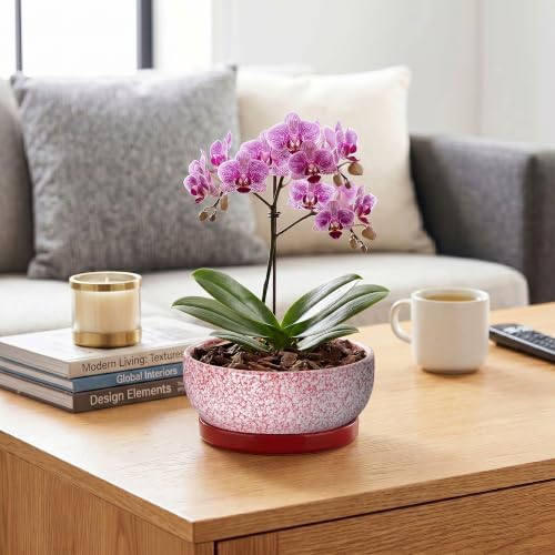 Ceramic Succulent Planter, 8 Inch Bonsai Pots with Tray, Texture Red - Image 5
