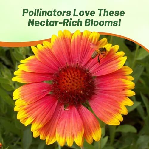 Outsidepride Gaillardia Aristata Red Blanket Flower Seeds for Planting - 1 lb Perennial Wildflower Seeds, Drought-Tolerant for Xeriscaping, Borders, Pollinator Gardens, or Wildflower Mixes - Image 6