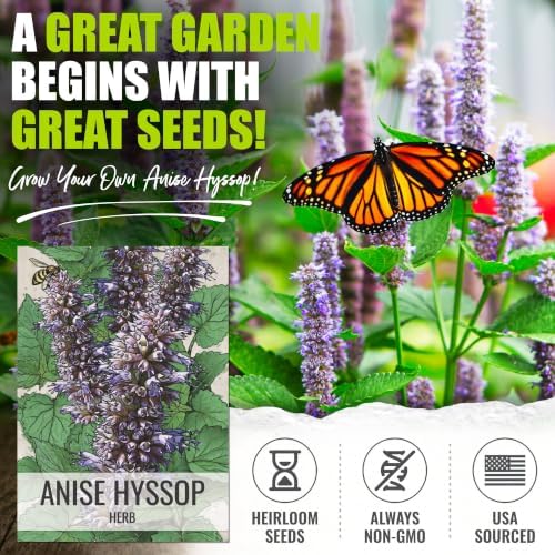 Seed Needs Anise Hyssop Seeds to Plant Non-GMO & Heirloom Herbs XL Pack - Image 2