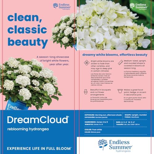 Endless Summer 1 Gal. Dream Cloud Hydrangea Shrub (Pack of 2) - Image 5