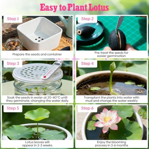 10Pcs Lotus Seeds for Planting in Water Aquatic Plants for Ponds, Bonsai - Image 4