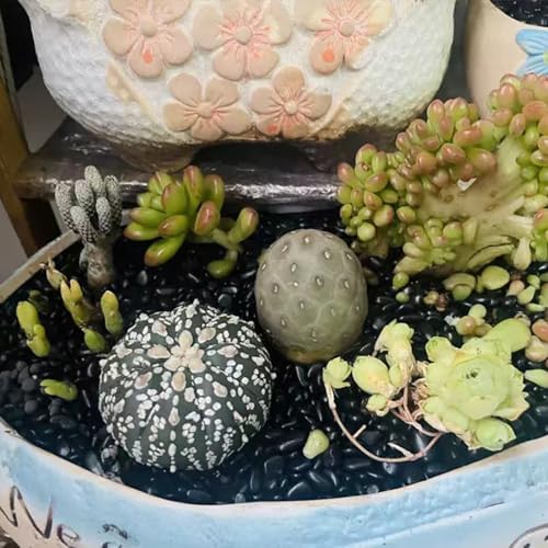 FANTIAN 2 lbs Black Pebbles for Indoor Plants, 3/8 inch Decorative Rocks, Black River Rocks for Succulent Potted Plant, Vase, Aquarium, Landscaping and Outdoor Garden Rocks - Image 6