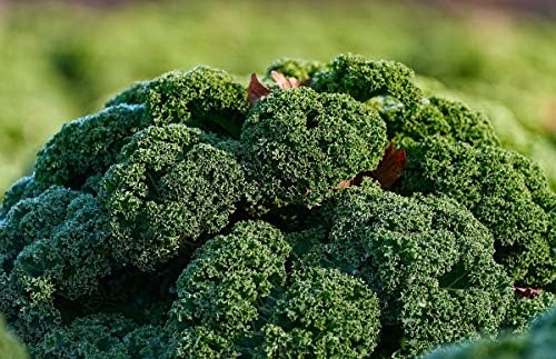 300+ Seeds Bush Kale Giant Cabbage - Vegetable Green - Image 4