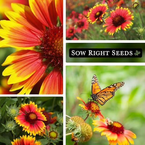 Sow Right Seeds - Blanket Flower Seed for Planting Perennial Wildflower - Image 4