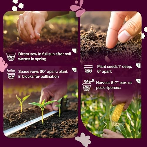 SVI 80 Golden Bantam Sweet Corn Seeds (Zea mays) – Yellow Sweet Corn Seed Packets Non GMO – Fast Growing Heirloom Vegetable Seeds, Outdoor Vegetable Garden & Home Garden - Image 5