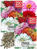 Seed Needs Pumila Zinnia Seeds to Plant Cut Flowers - 2 Packs by SeedNeeds