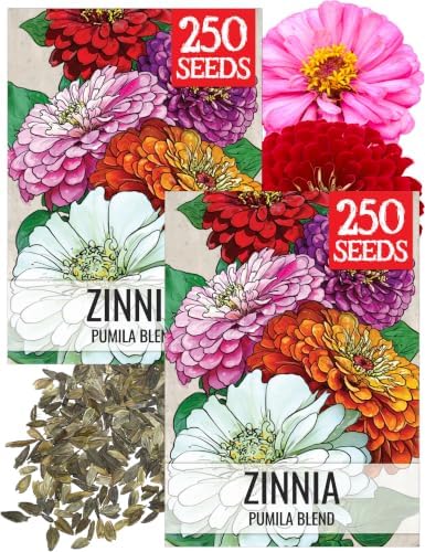Seed Needs Pumila Zinnia Seeds to Plant Cut Flowers - 2 Packs by SeedNeeds