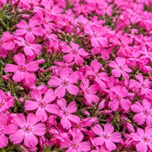2 Drummond's Pink Creeping Phlox Ground Covers - Live Plants - 4" Pots by Unknown