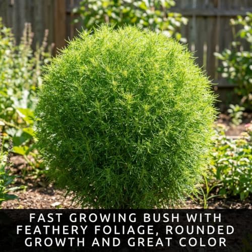 Kochia Bush Seeds for Planting | 100 Seeds | Summer Cypress Ornamental - Image 2