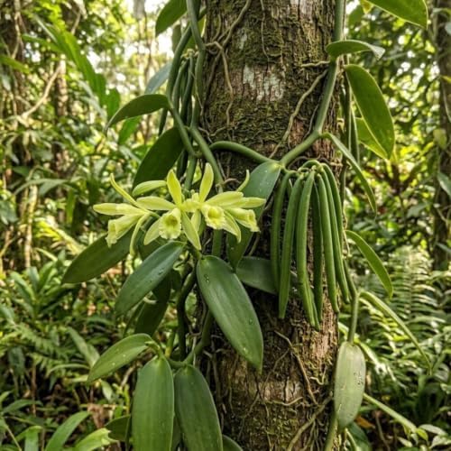 Vanilla Bean Vine Plant Live, 3 to 5 Inches Tall, Climbing Tropical Plant - Image 7