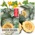 Seed Needs Table Queen Acorn Squash Seeds to Plant Vegetables - 10 Packs by SeedNeeds