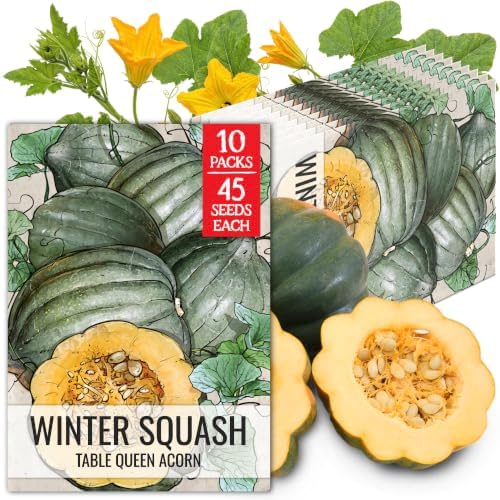 Seed Needs Table Queen Acorn Squash Seeds to Plant Vegetables - 10 Packs by SeedNeeds