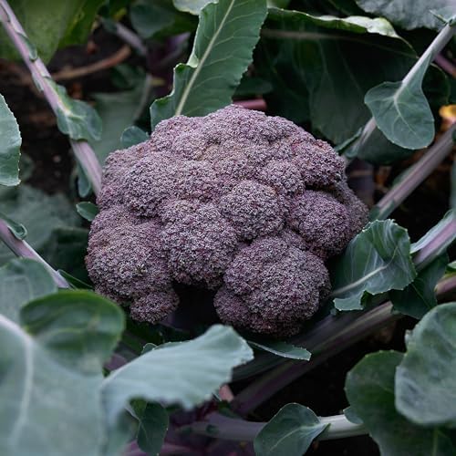 Purple Magic F1 Broccoli Seeds for Planting: 70 Count - Image 2