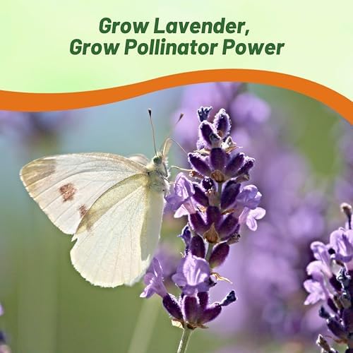 Outsidepride English Lavender Seeds - 10000 Pcs Perennial Herb - Image 5