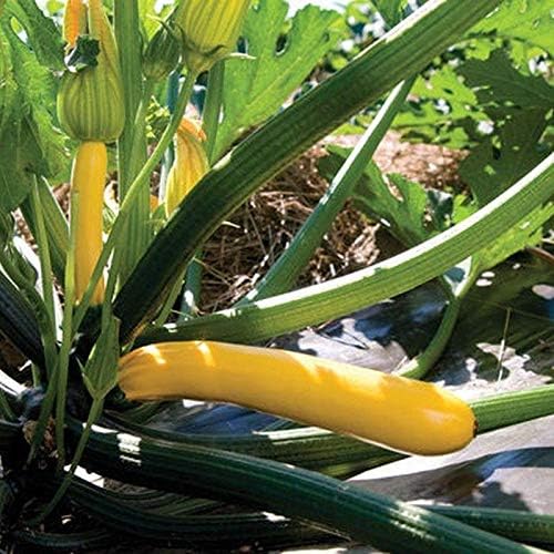 Golden Glory F1 Hybrid Zucchini Squash Seeds - Excellent Disease Resistance(50 - Seeds) by Unknown