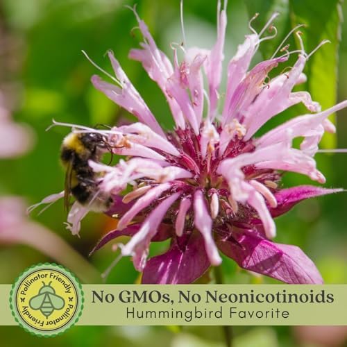 Clovers Garden Bee Balm Balmy Lilac (Monarda) Plants – Two (2) Live Plants – Non-GMO - Not Seeds - Each 4" to 8" Tall – in 4" Inch Pots – Hardy Flowering Perennial, Pollinator Favorite - Image 3
