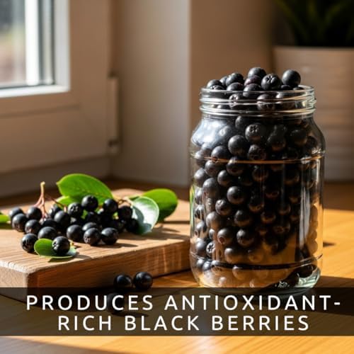 3 Black Chokeberry Plants – Aronia Berry Shrubs – Edible Superfruit Plants – Cold Hardy Native Bushes for Landscaping & Wildlife - Image 4