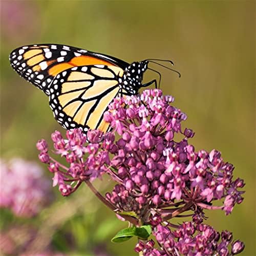 Swamp Milkweed 'Pink Rose Milkweed' (Asclepias incarnata) 2.5 inch Pot by Unknown