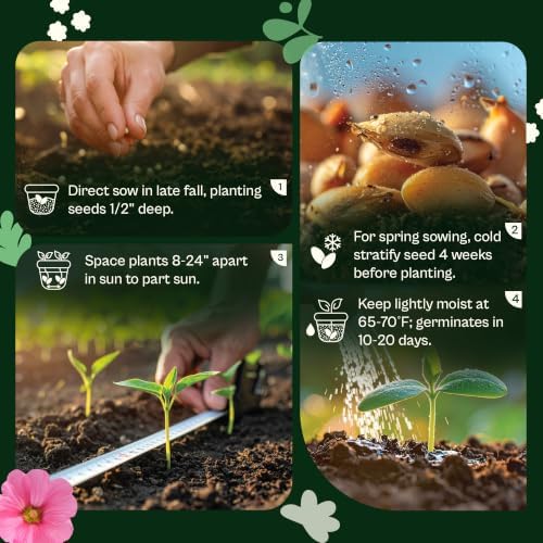 SVI 500 Maximilian Sunflower Heirloom Flower Seeds Helianthus maximiliani - Image 5
