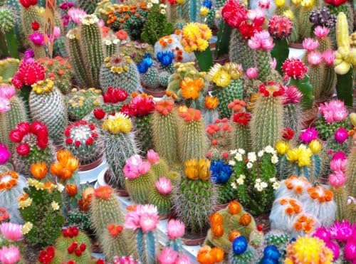 Cactus Variety Mix Seeds for Planting – Mixed Cactaceae Species - Image 3