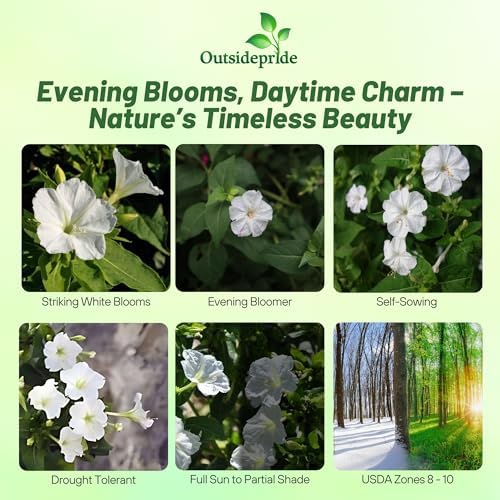 Outsidepride White Four O'clock Flower Seeds - 1/4 lb Perennial Fragrant, Trumpet-Shaped Blooms, Deer-Proof & Easy to Grow, for Pollinator & Evening Gardens, Containers, Hedges, or Borders - Image 2