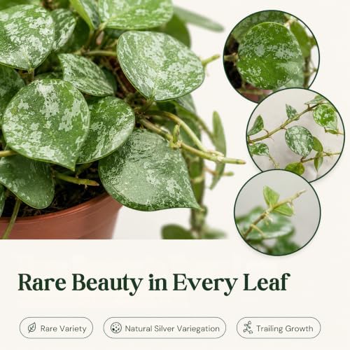Hoya Curtisii Live Plant, 2 Inch Rare Silver Vine Rooted Starter - Image 2