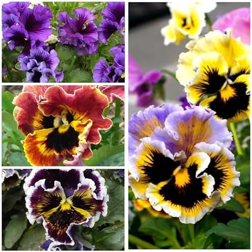 Seed Needs Rococo Pansy Seeds to Plant a Mixture of Frilly Flowers 1 Pack - Image 3