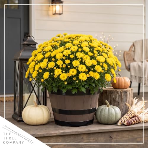 Chrysanthemum (Wine Barrel Deco Pot), Yellow Blooms, Live Fall Flowering Perennial, 15" Tall by 12" Wide in 3 Qt Pot - Image 7