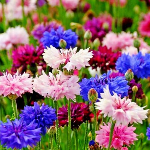 1107+ Perennial Cornflower Seeds Mix for Planting,Dwarf Colorful Cornflower Seeds Corn Flowers Seed Non-GMO Heirloom Plant Seed Home Garden - Image 5