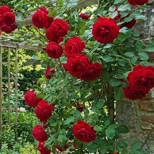 Don Juan Red Rose Bush Plant, Climbing Rose Plant, 5-7 Inch Tall - Image 5
