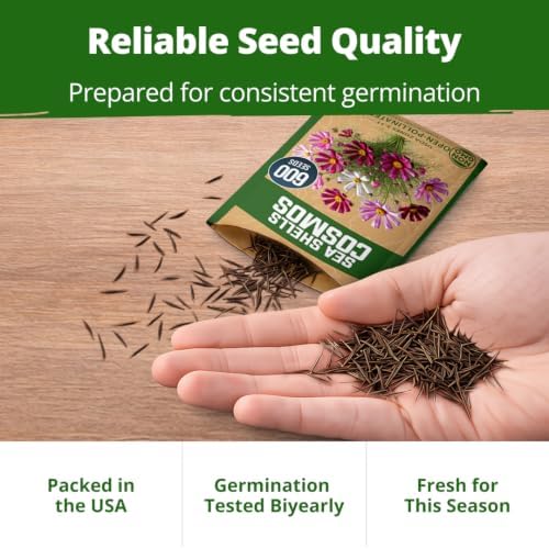 HOME GROWN Sea Shells Cosmos Seeds, 1,200 Seeds, Cosmos bipinnatus - Image 7