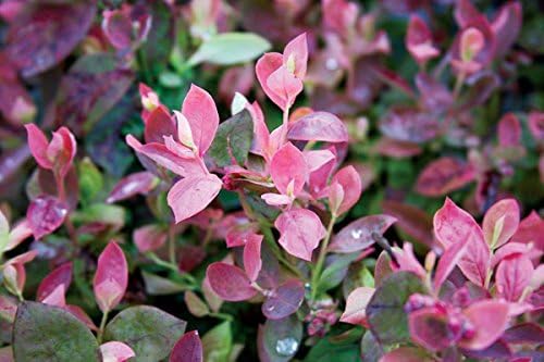 Bushel and Berry™ - Vaccinium Pink Icing (Blueberry) Edible-Shrub, , #2 - Size Container - Image 4
