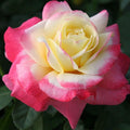 Heirloom Roses Rose Plant - French Perfume™ Multi Rose Bush, Hybrid Tea Live Plant for Planting Outdoors by HeirloomRoses
