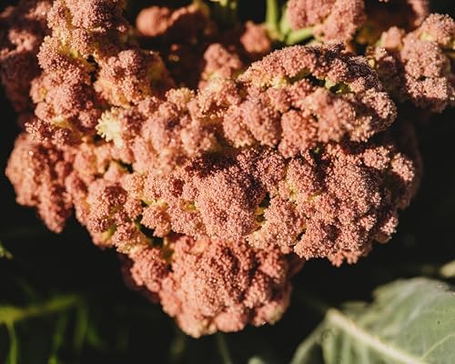 Purple of Sicily Cauliflower - 100 Cauliflower Seeds, Thresh Seed Co. - Image 6