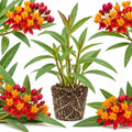 Tropical Milkweed Plant Live, Well-Rooted 4-6" Potted Plant, Cold-Hardy Butterfly Host Plant for Sunny Patios and Landscapes by GINGERGLOW