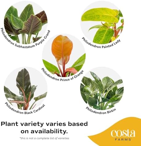 Costa Farms Philodendron, Live Indoor Plant, Tropical Houseplant - Image 3