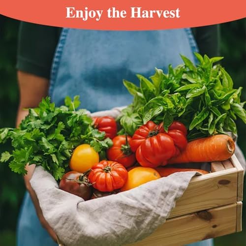 Groundio Beefsteak Tomato Seeds Non-GMO Heirloom Seeds, High Germination Indeterminate for Planting, Large Meaty Slicing Fruits, High Yield Summer Garden (Solanum lycopersicum) - Image 7