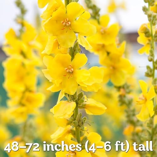 3,000 Mullein Heirloom Flower Seeds for Planting, Verbascum Thapsus - Image 4