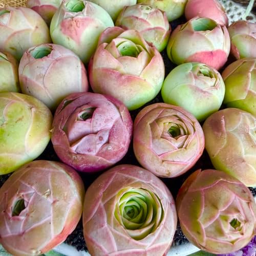 6PCS Aeonium Aureum Live Succulent Plants Bare Root, Mountain Rose Succulents Live, 0.5-1.5", Easy Care Rosette Succulents for Indoor Outdoor Decor, Garden, Gifts, No Pot or Soil - Image 3