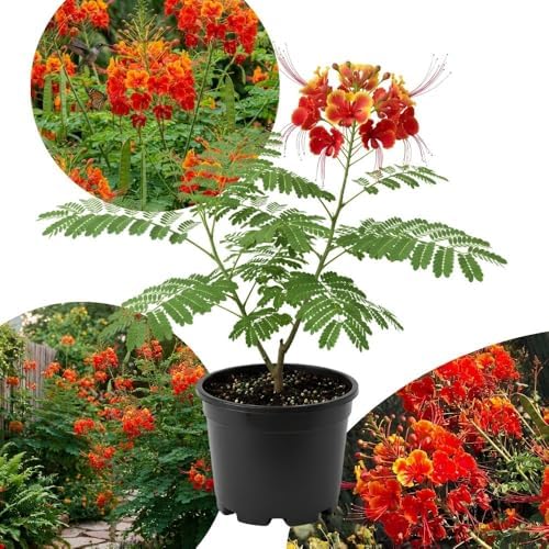Red Bird of Paradise Live Plant, 4 Inch Pot, 4-8 Inches High by HILROQG