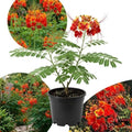 Red Bird of Paradise Live Plant, 4 Inch Pot, 4-8 Inches High by HILROQG