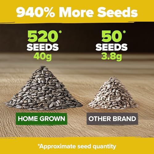 HOME GROWN Lavender & Sunflower Seed Kit – 2-Pack with 1,500 English Lavender & 520+ Mammoth Sunflower Non-GMO USA Seeds – Indoor & Outdoor Wildflower Garden Set – Easy to Grow, Heirloom Flowers - Image 3