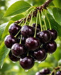 Black Cherry Tree Live Plants 1–2 Ft Tall (Prunus serotina) – Fast Growing Native Fruit Tree – Edible Cherry, Wildlife Habitat & Backyard Orchard Starter Tree (2 Plants) by CZGrain