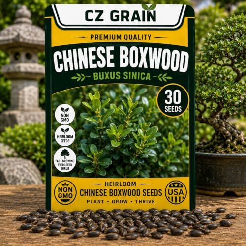 30 Chinese Boxwood Seeds | Evergreen Shrub Seeds for Planting by CZGrain
