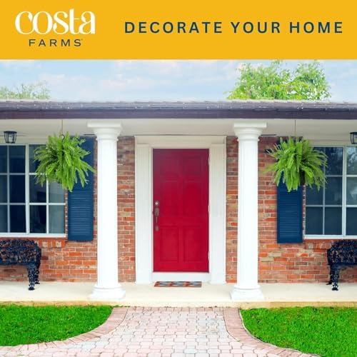 Costa Farms Boston Fern, Live Indoor Plant, Easy Care, Home Decor - Image 3